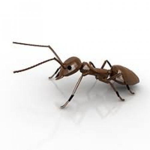 Ant Photo