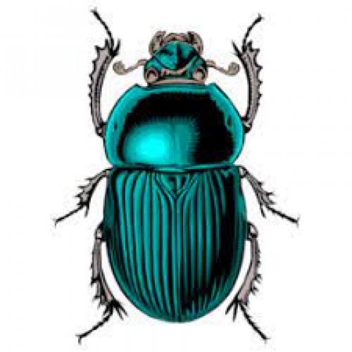 Beetle Photo