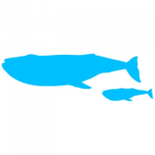 Blue whale Photo