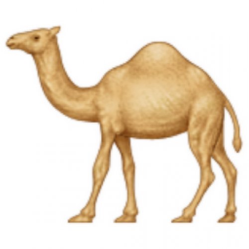 Camel Photo