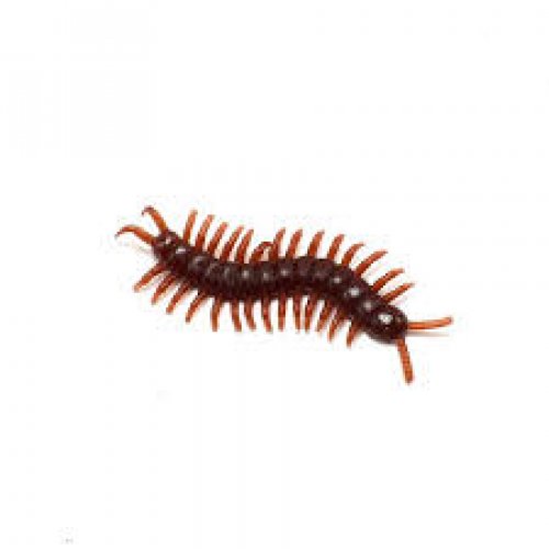 Centipede Photo