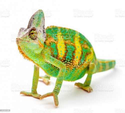 Chameleo Photo