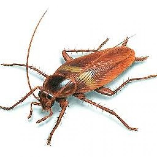 Cockroach Photo