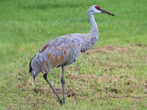 Crane Photo