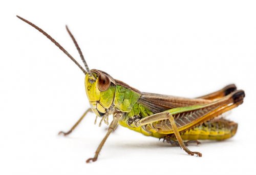 Cricket Animal Photo