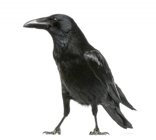 Crow Photo