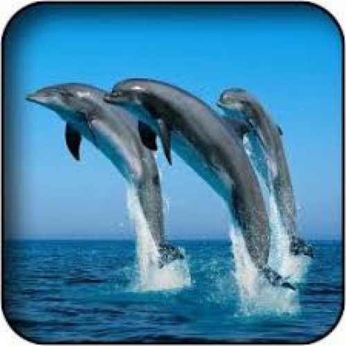 Dolphin Photo