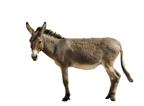 Donkey