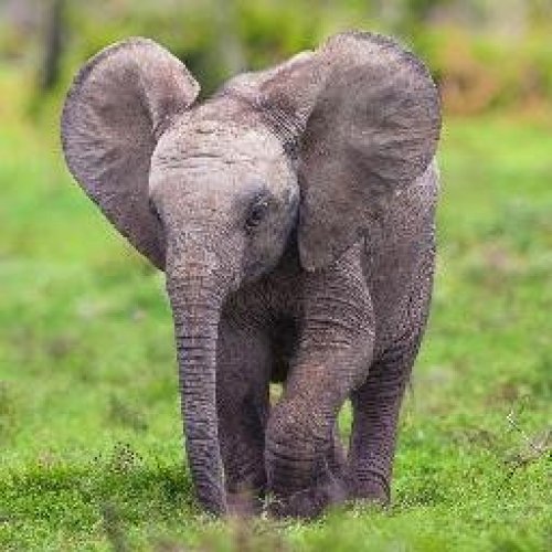 Elephant Photo