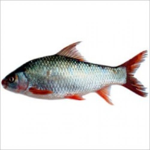 Fish Photo