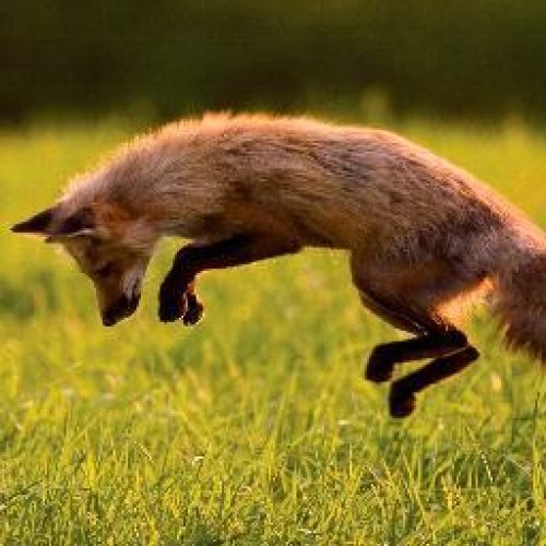 Fox Photo