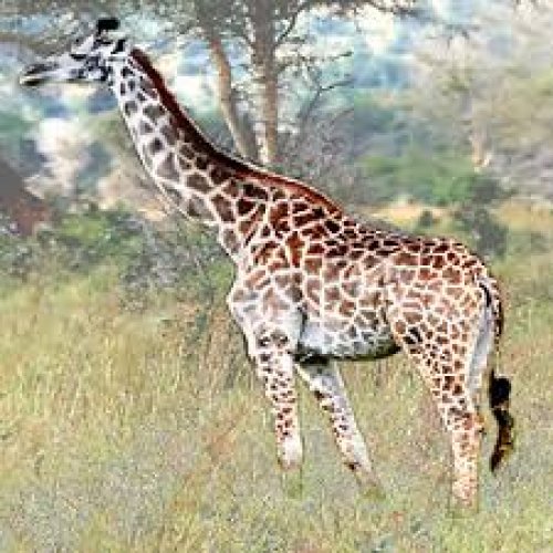 Giraffe Photo