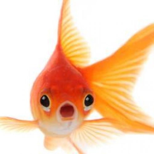 Goldfish Photo