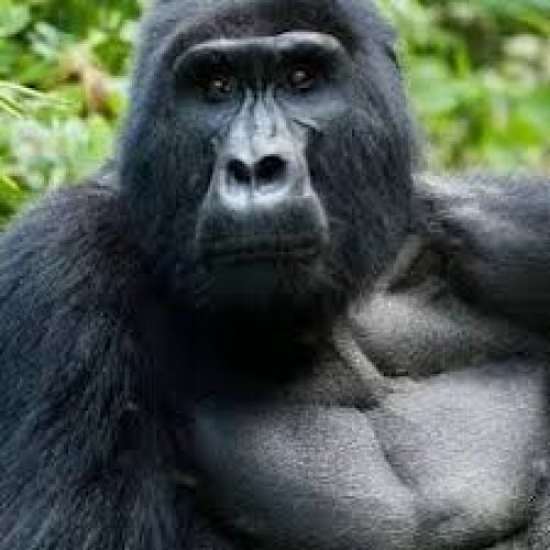 Gorilla Photo