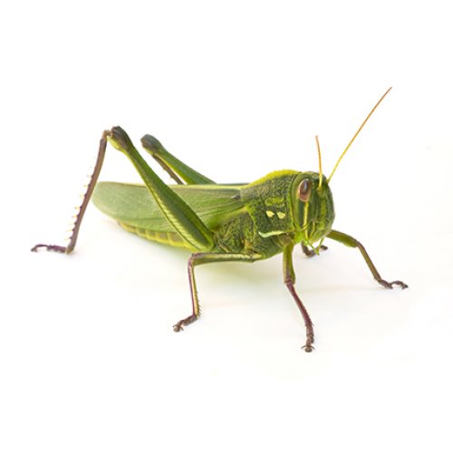 Grasshopper Photo