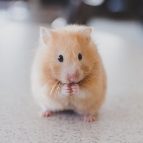 Hamster Photo