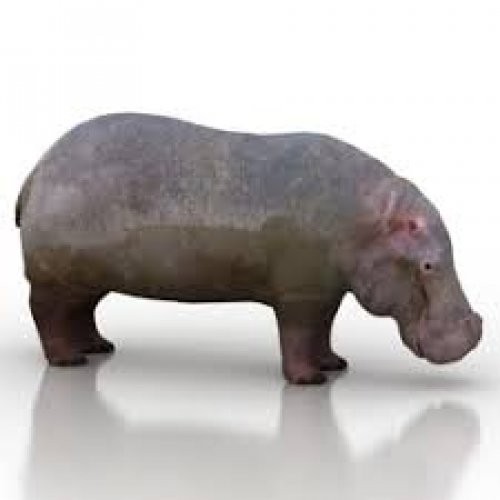 Hippopotamus Photo