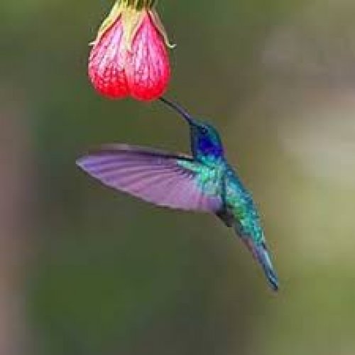 Hummingbird Photo