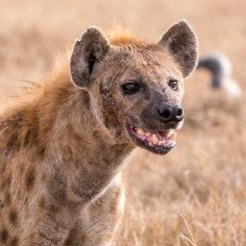 Hyena Photo