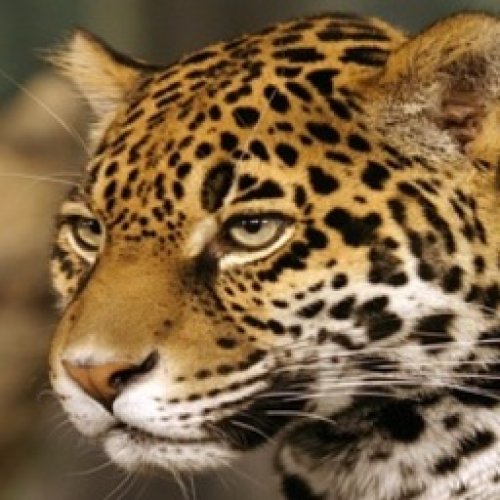 Jaguar Photo