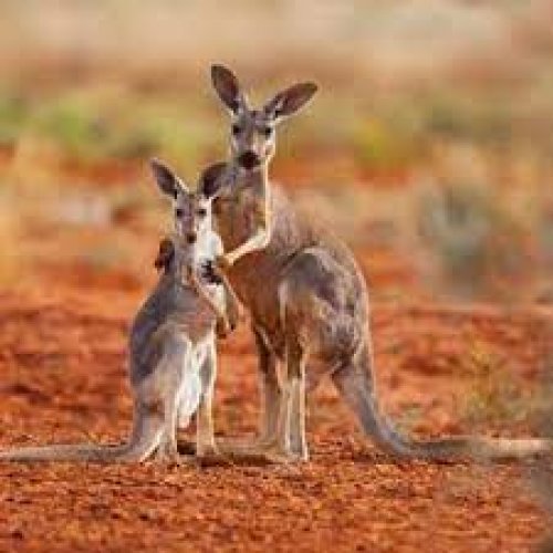 Kangaroo Photo