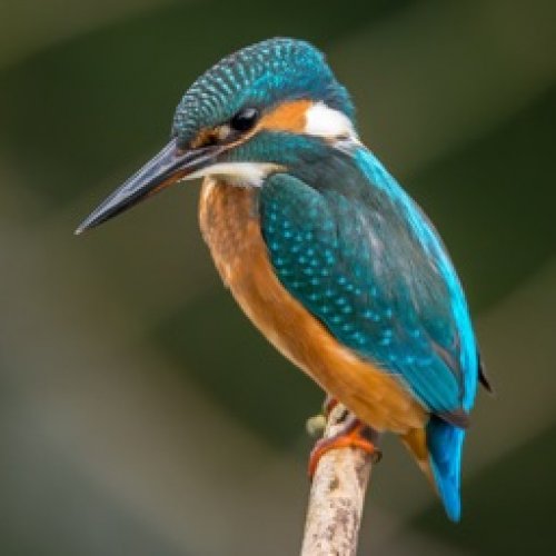 Kingfisher Photo