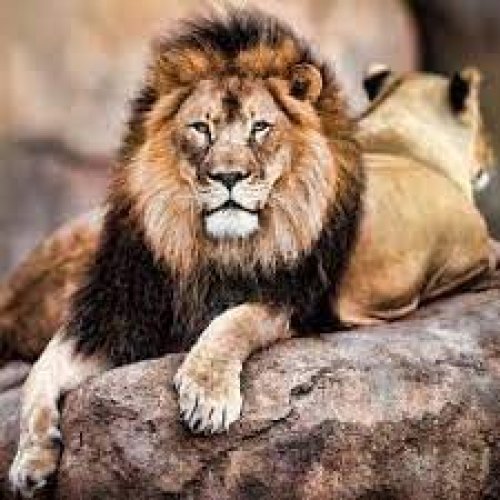 Lion Photo