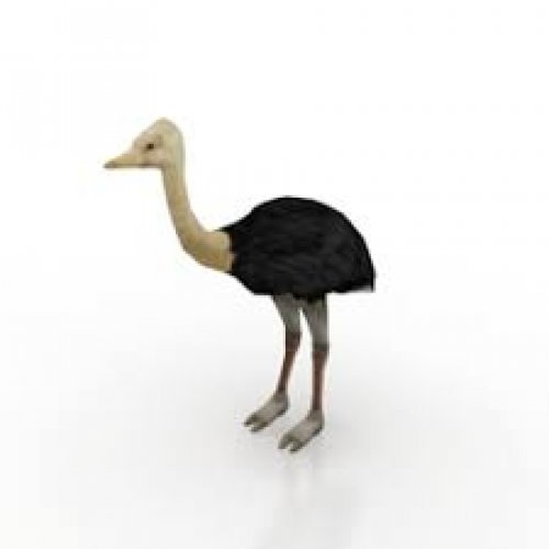 Ostrich