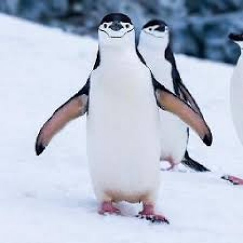 Penguin Photo