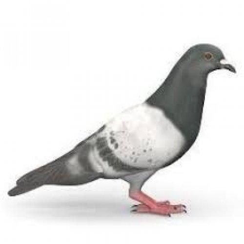 Pigeon Photo