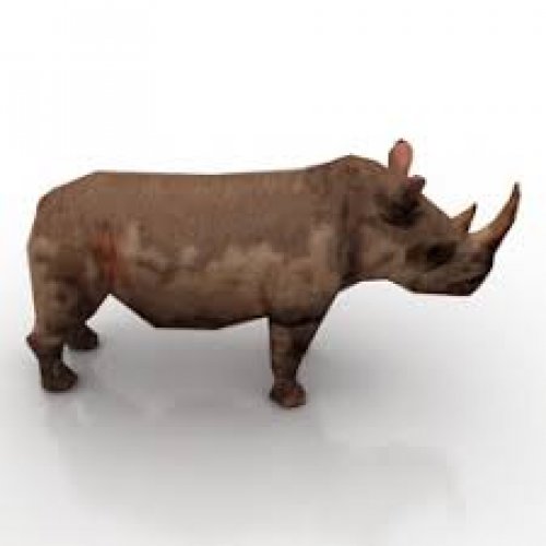 Rhinoceros Photo