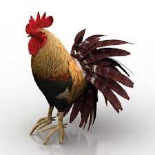 Rooster Photo