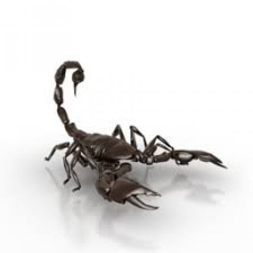 Scorpion Photo