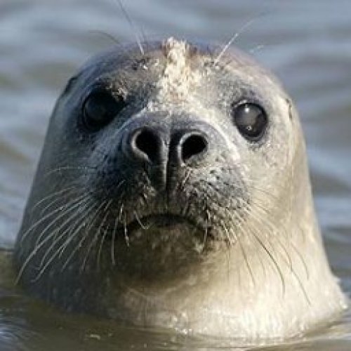 Seal Photo