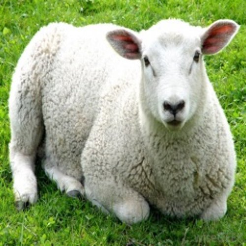 Sheep Photo