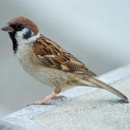 Sparrow Photo