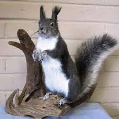 Squirrel Photo