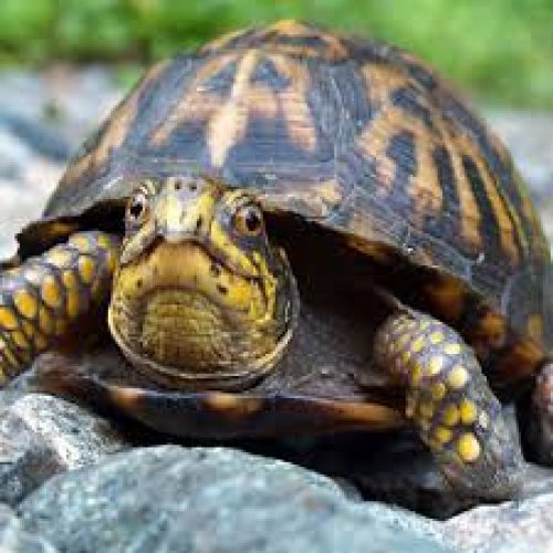 Turtle Photo