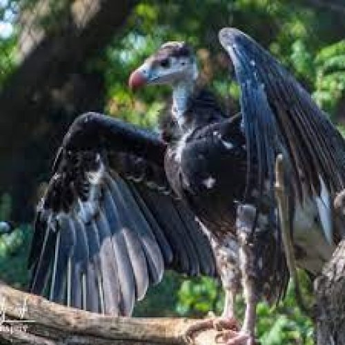 Vulture Photo