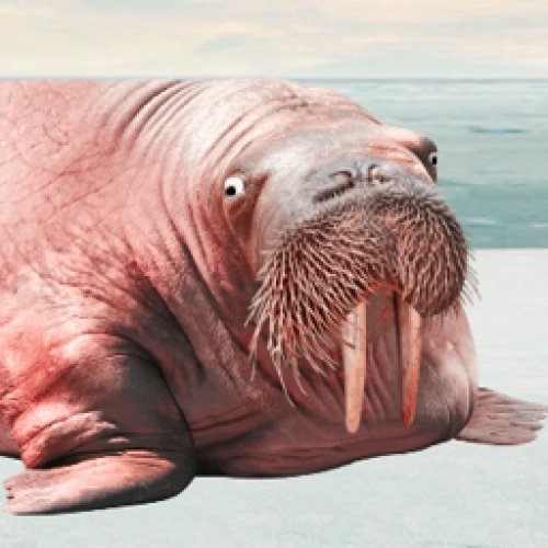 Walrus Photo