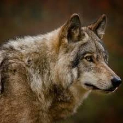 Wolf Photo