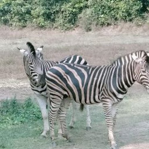 Zebra Photo