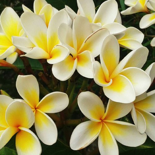 Frangipani