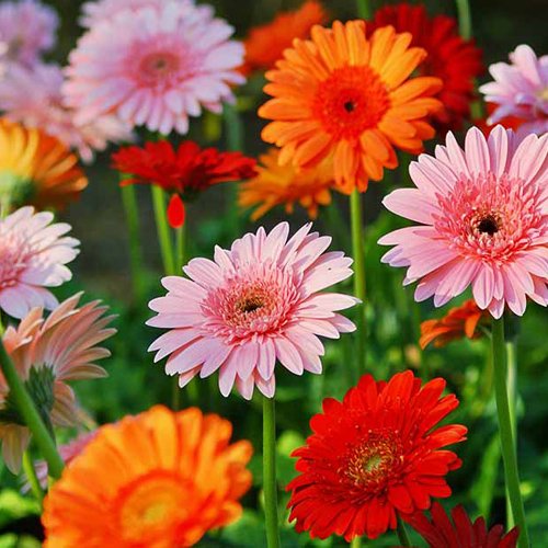 Gerbera