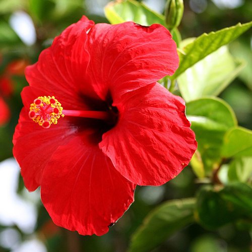 Hibiscus