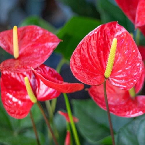 Anthurium