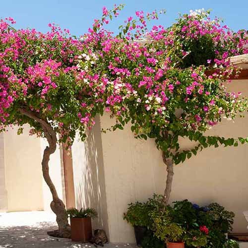 Bougainvillea