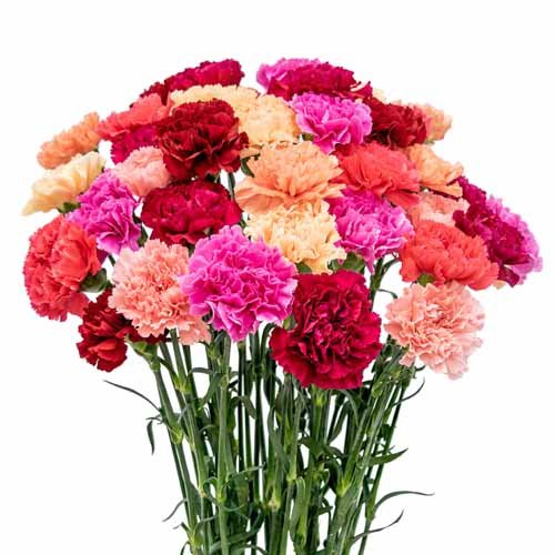 Carnations