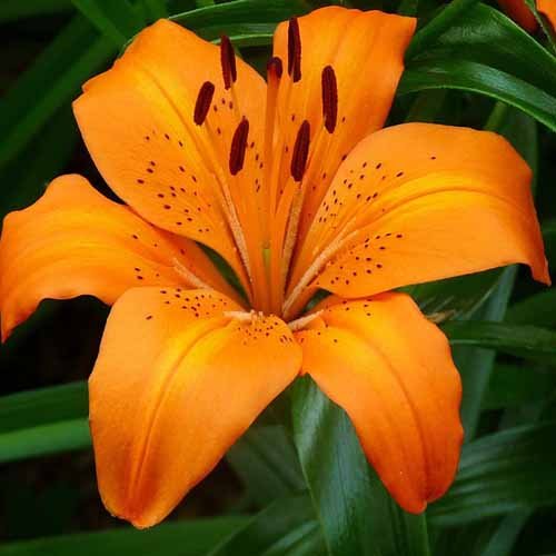 Tiger lilly