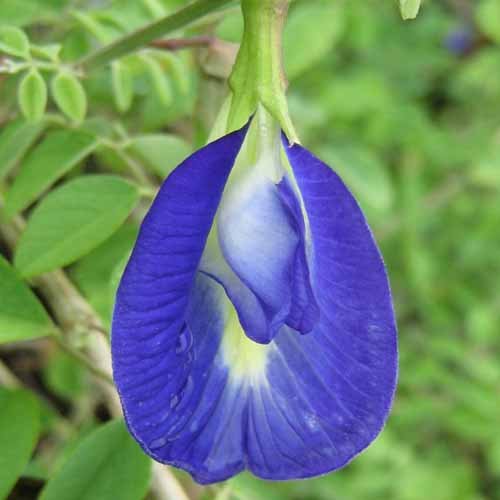 Clitoria